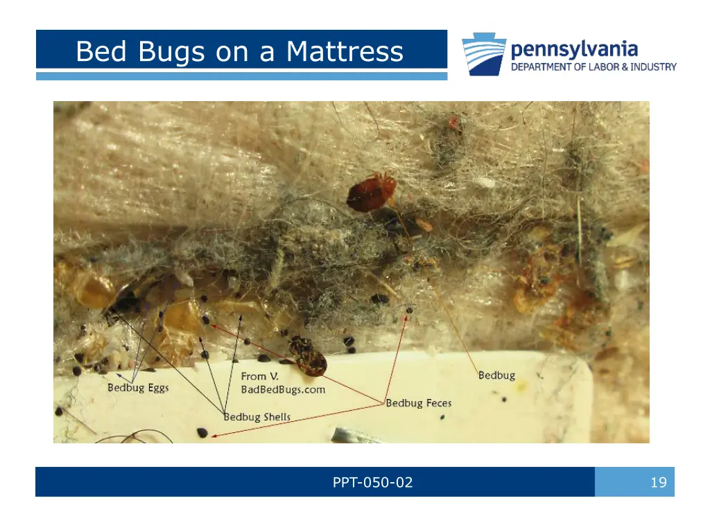 bed bugs on a mattress