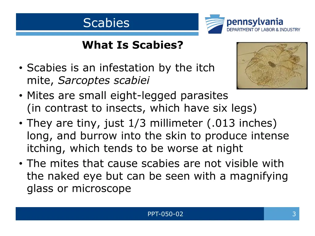 scabies