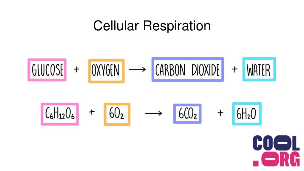 cellular respiration