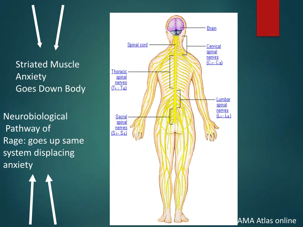 striated muscle anxiety goes down body