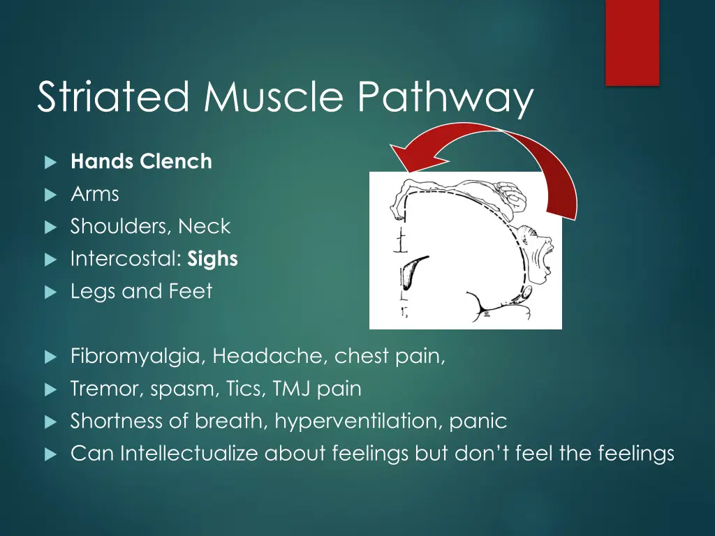 striated muscle pathway