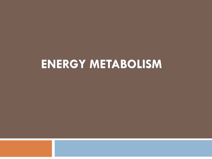 energy metabolism