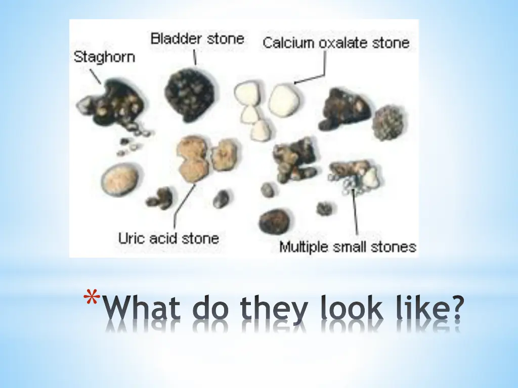 what do they look like