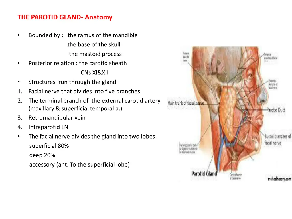 the parotid gland anatomy