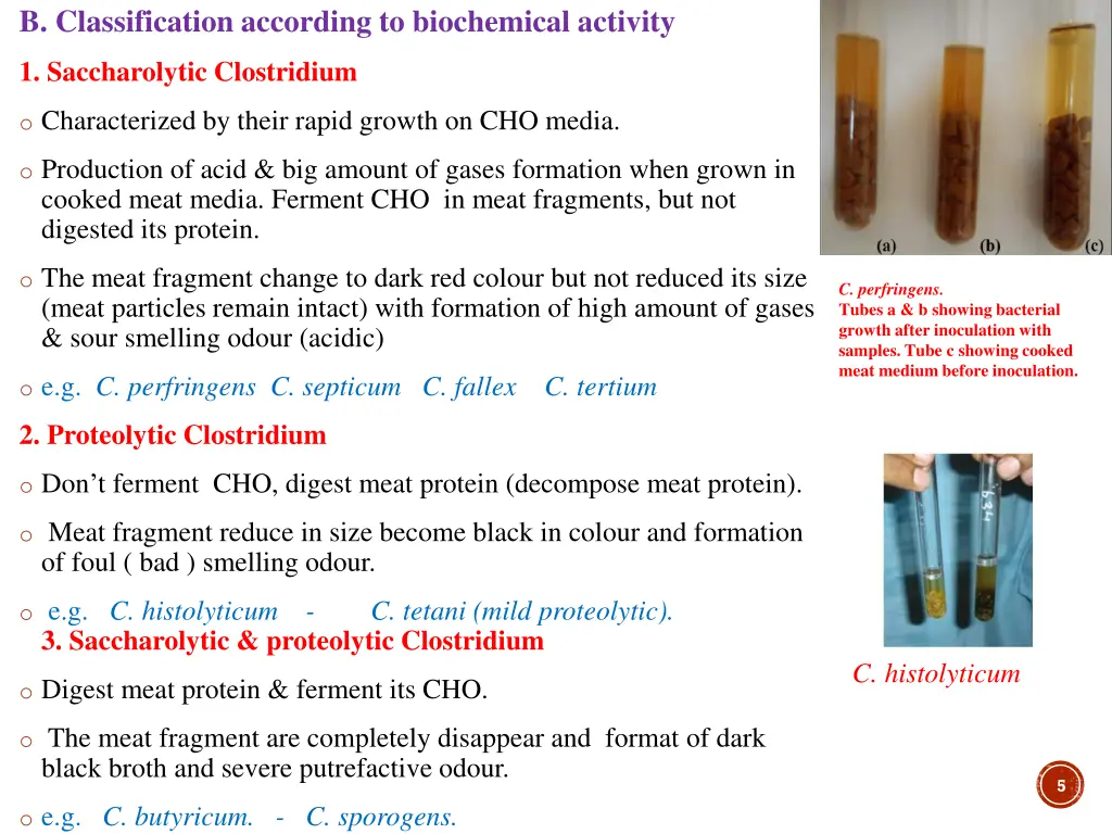 b classification according to biochemical activity