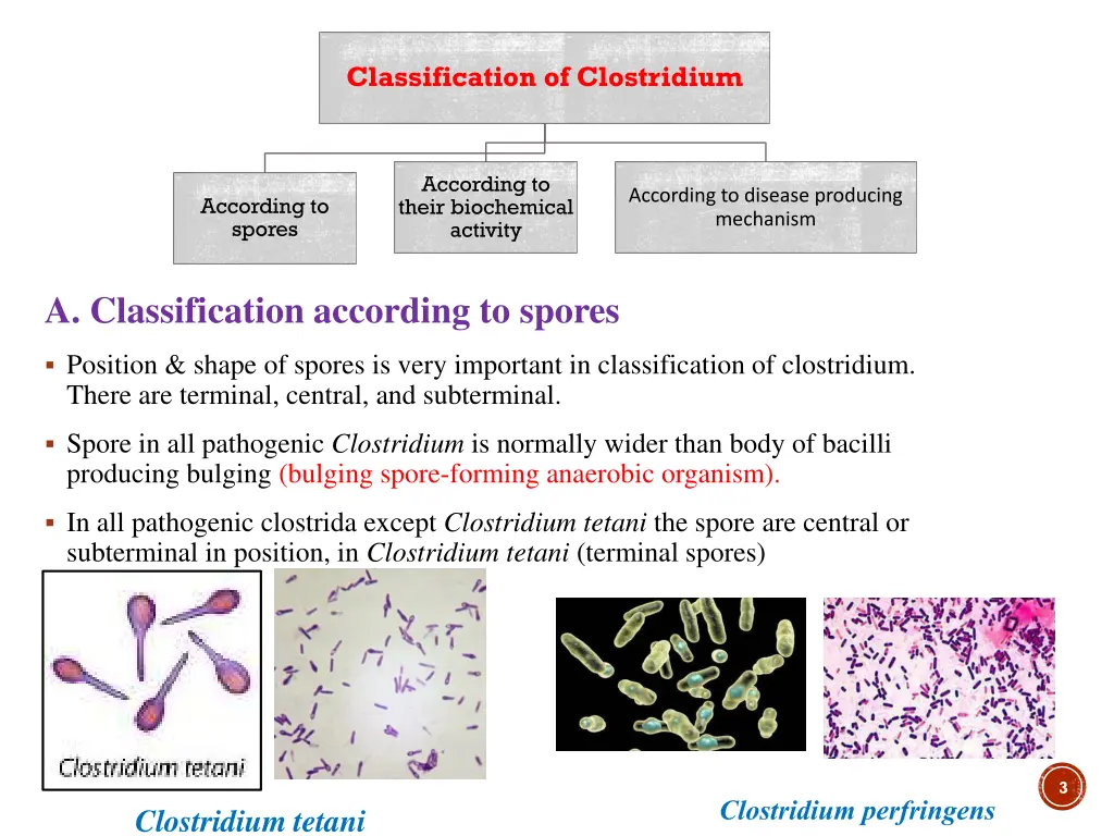 classification of clostridium