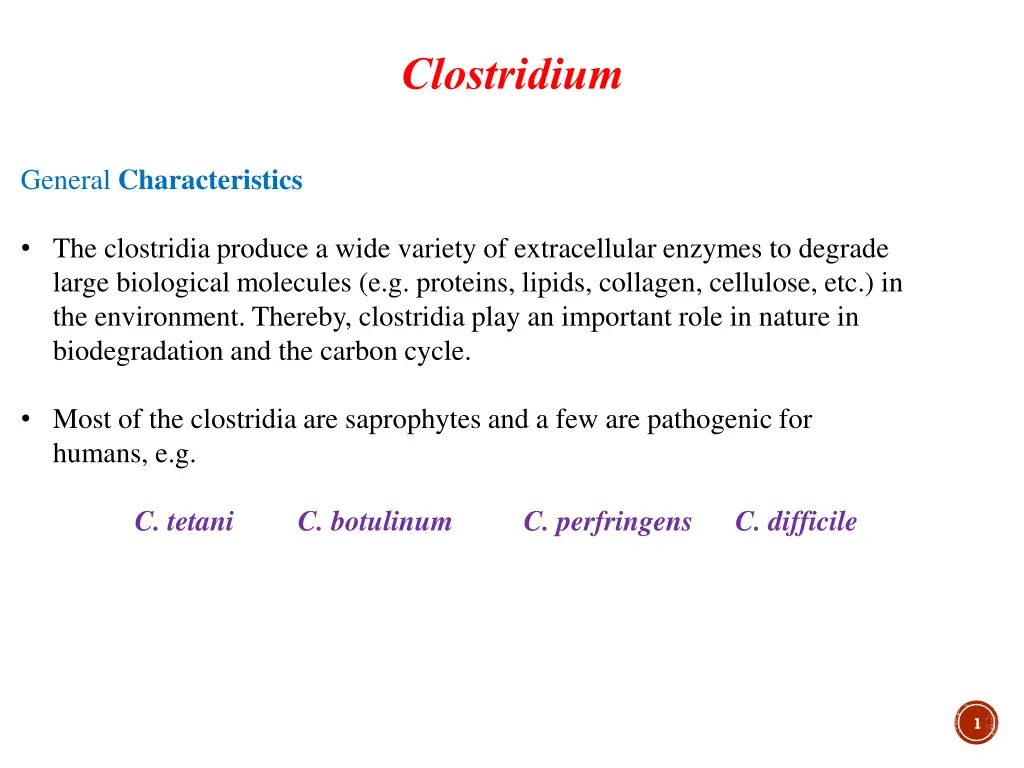 clostridium