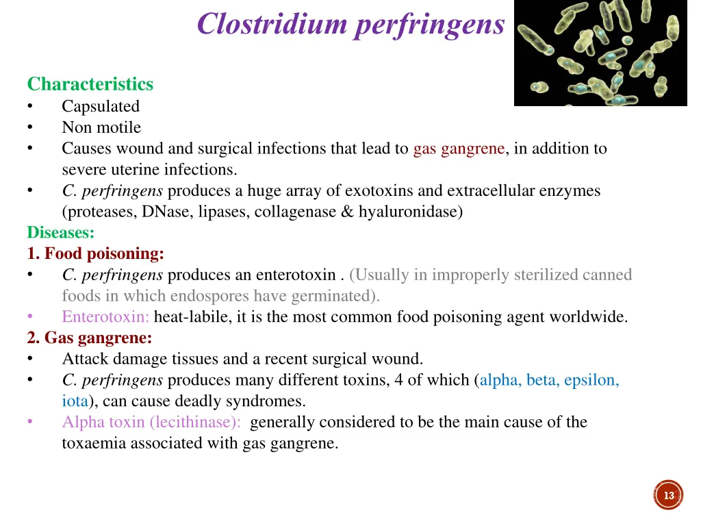 clostridium perfringens