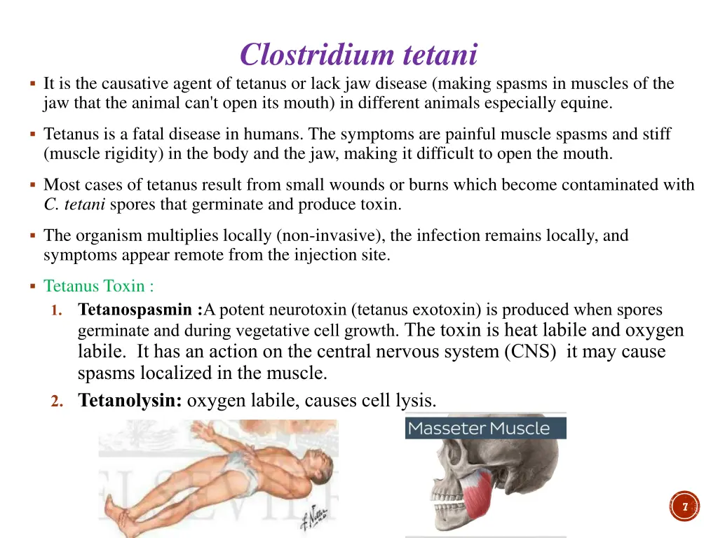 clostridium tetani