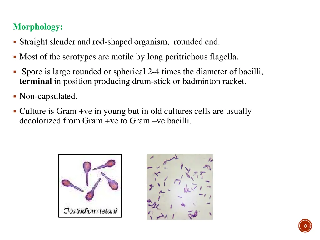 morphology manal m alkhulaifi