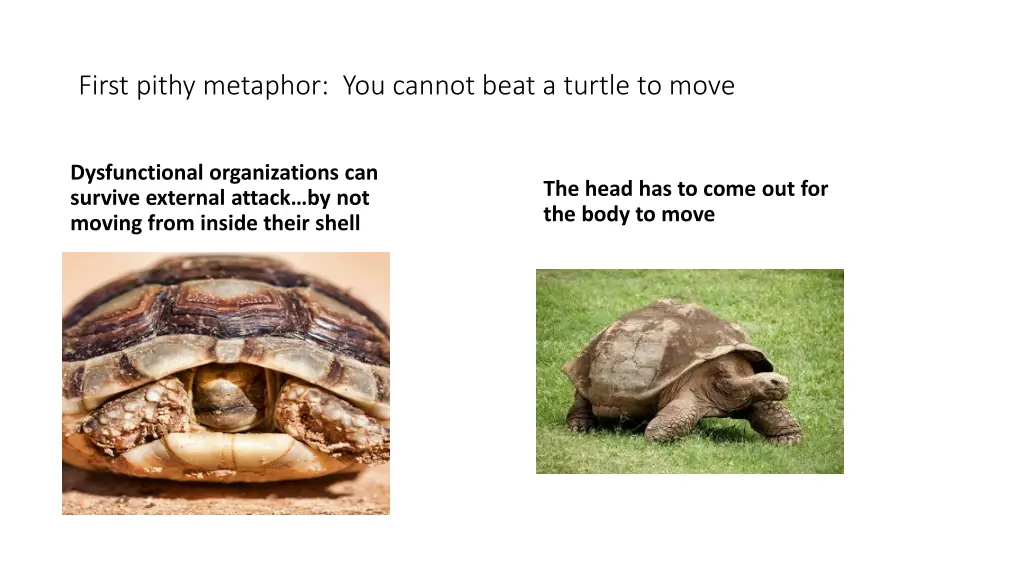 first pithy metaphor you cannot beat a turtle