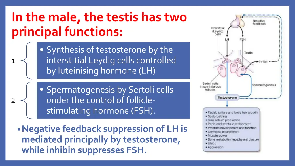 in the male the testis has two principal functions