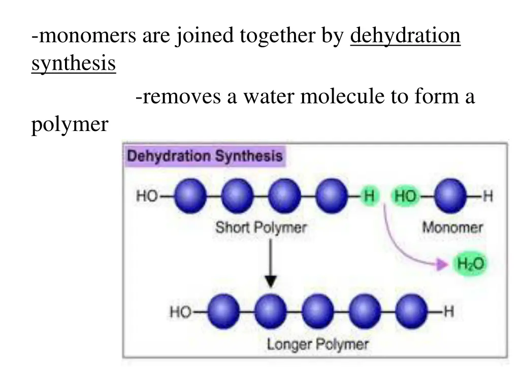 monomers are joined together by dehydration