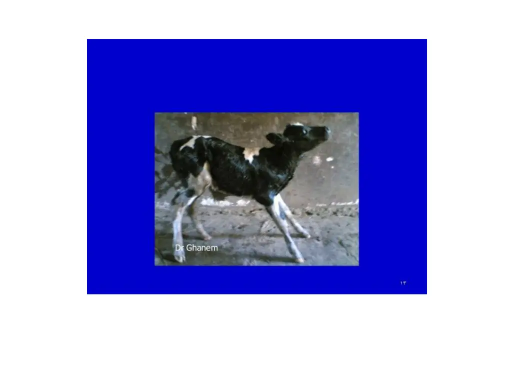 slide11