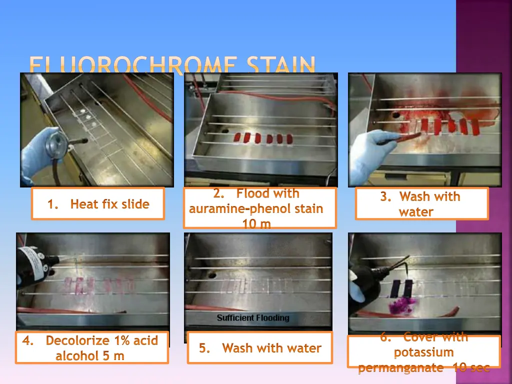 fluorochrome stain 1