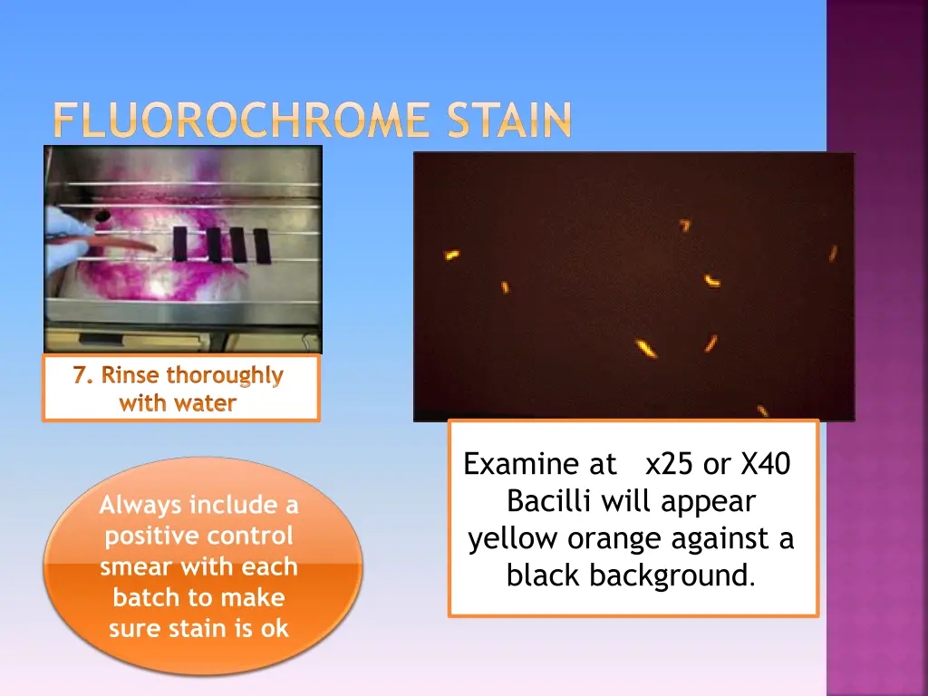 fluorochrome stain 2