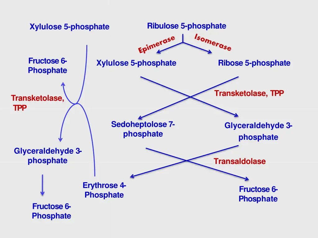 ribulose 5 phosphate
