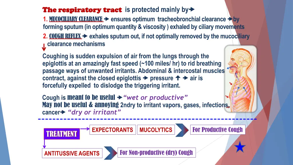 the respiratory tract the respiratory tract