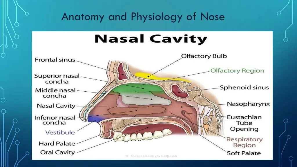 anatomy and physiology of nose