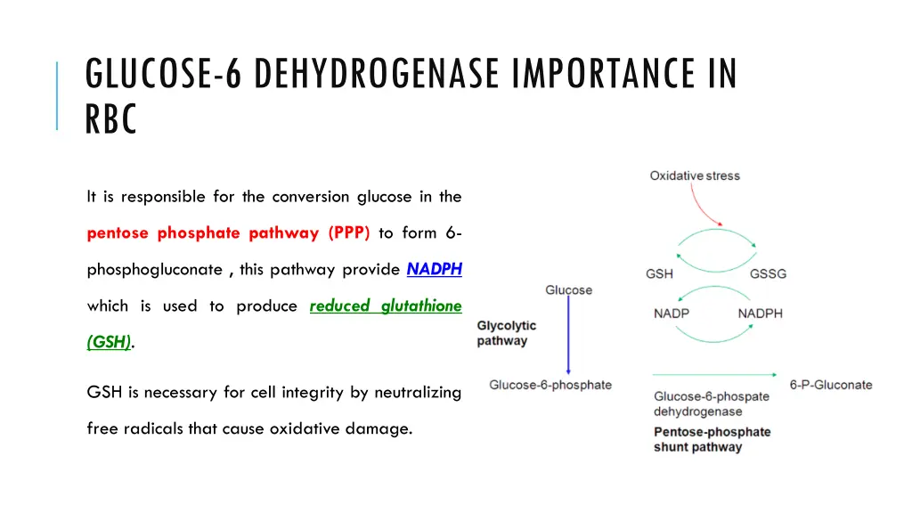 glucose 6 dehydrogenase importance in rbc 1