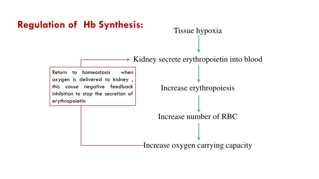 regulation of hb synthesis 1