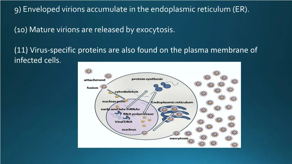 9 enveloped virions accumulate in the endoplasmic