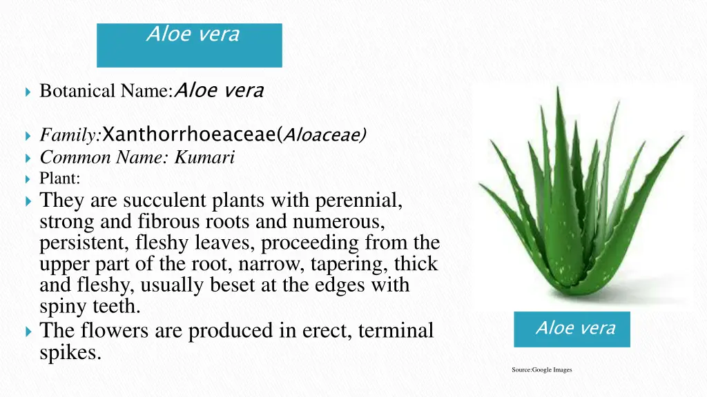 aloe vera