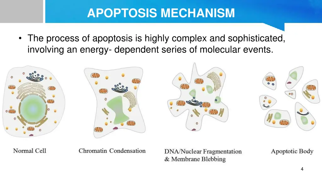 apoptosis mechanism