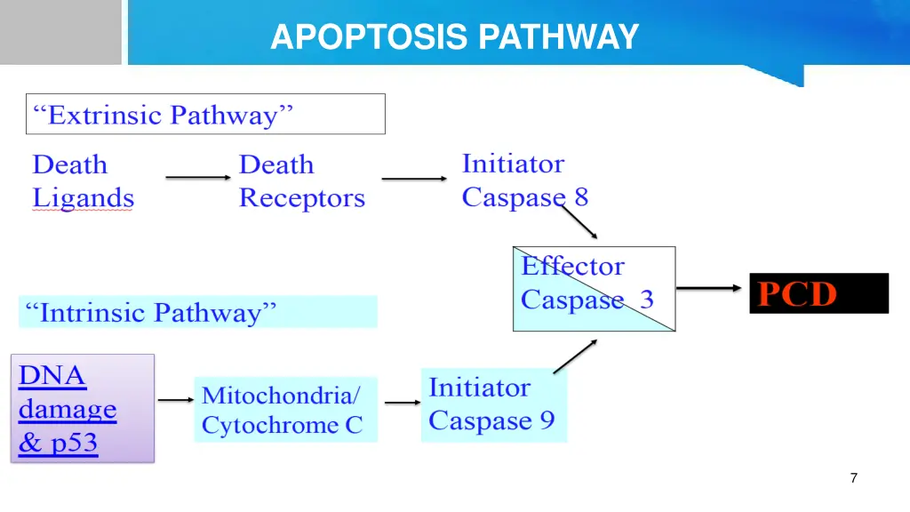 apoptosis pathway