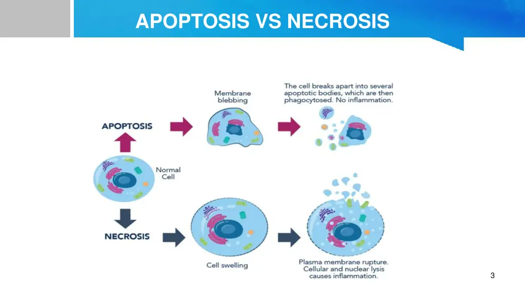 apoptosis vs necrosis