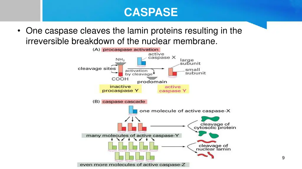 caspase