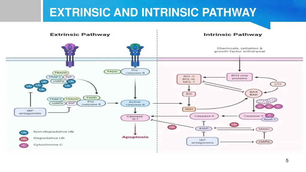 extrinsic and intrinsic pathway