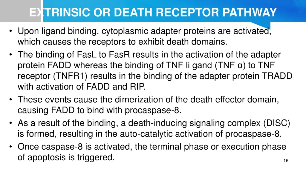 extrinsic or death receptor pathway 1