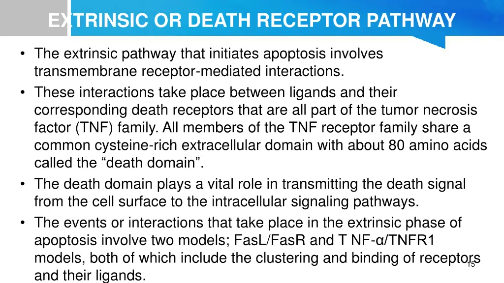 extrinsic or death receptor pathway