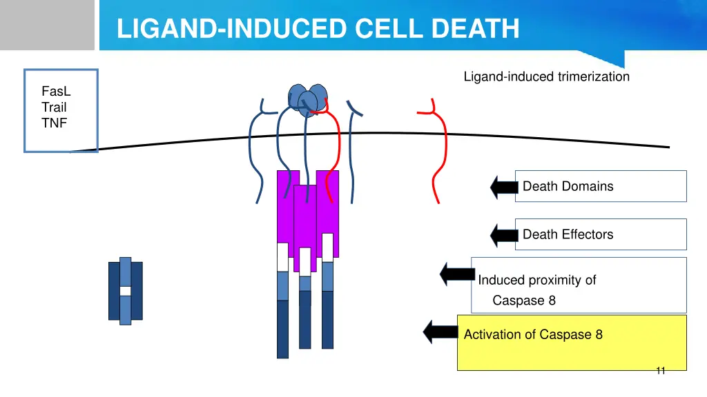 ligand induced cell death 1