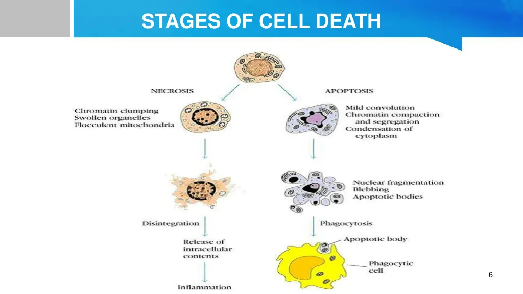 stages of cell death