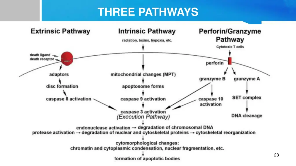 three pathways