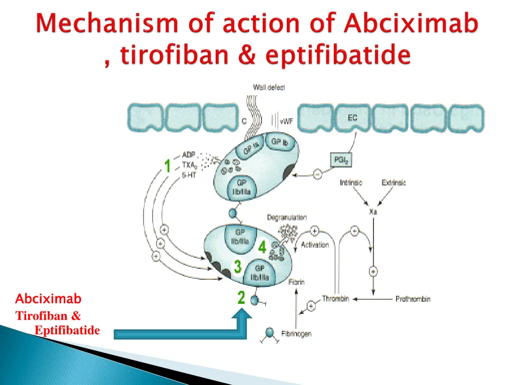 abciximab tirofiban eptifibatide