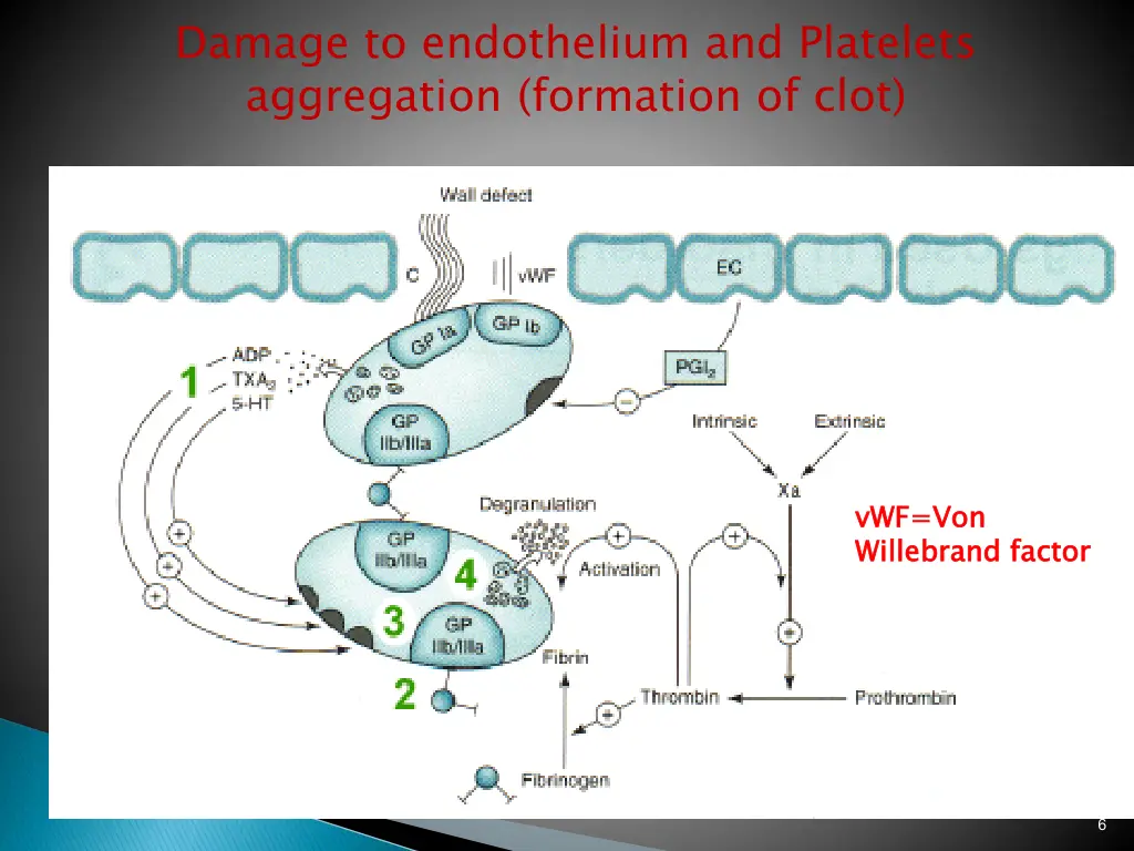 damage to endothelium and platelets aggregation