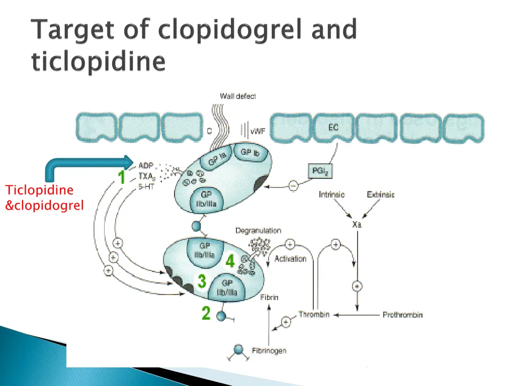ticlopidine clopidogrel 1