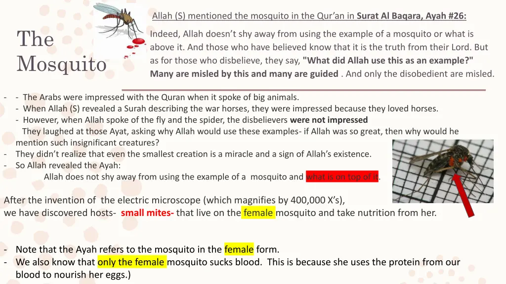 allah s mentioned the mosquito