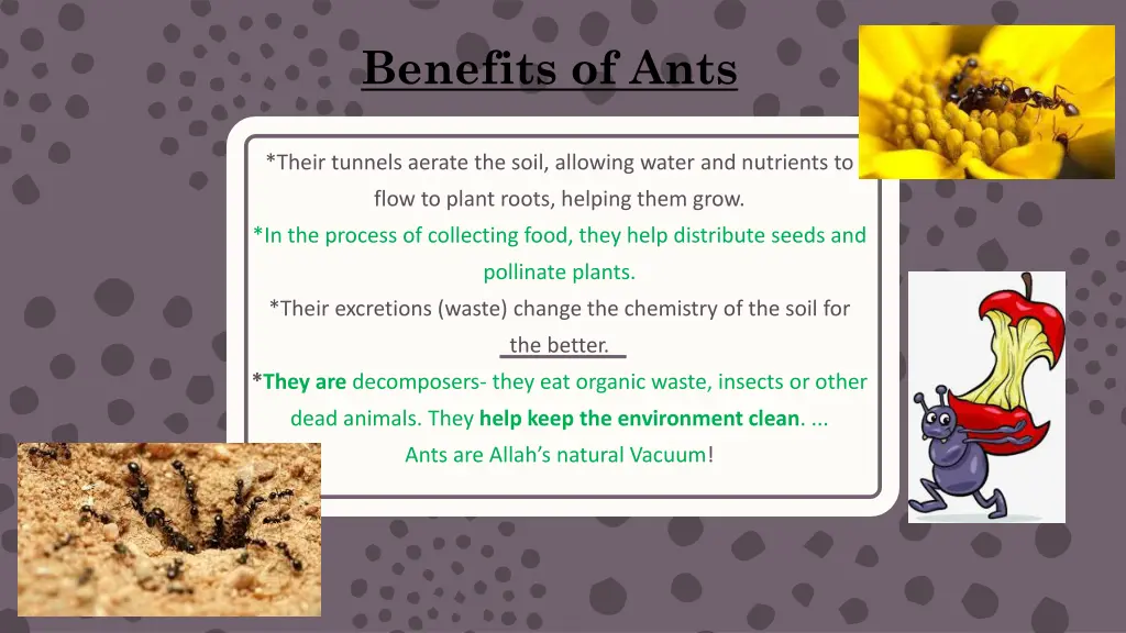 benefits of ants