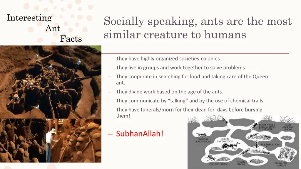 interesting ant facts