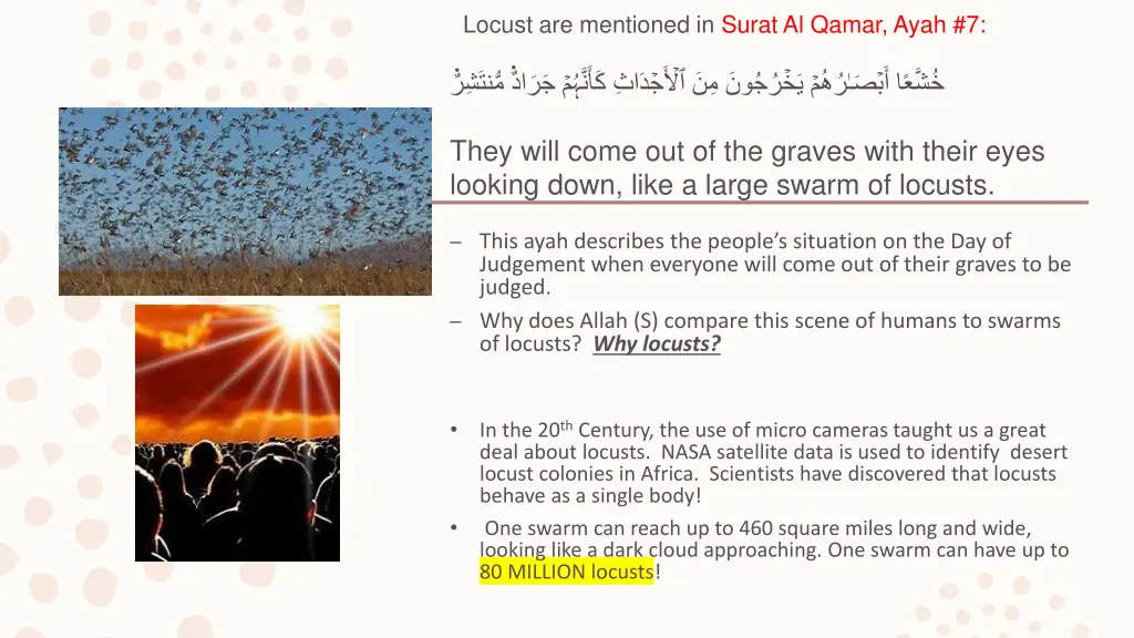 locust are mentioned in surat al qamar ayah 7