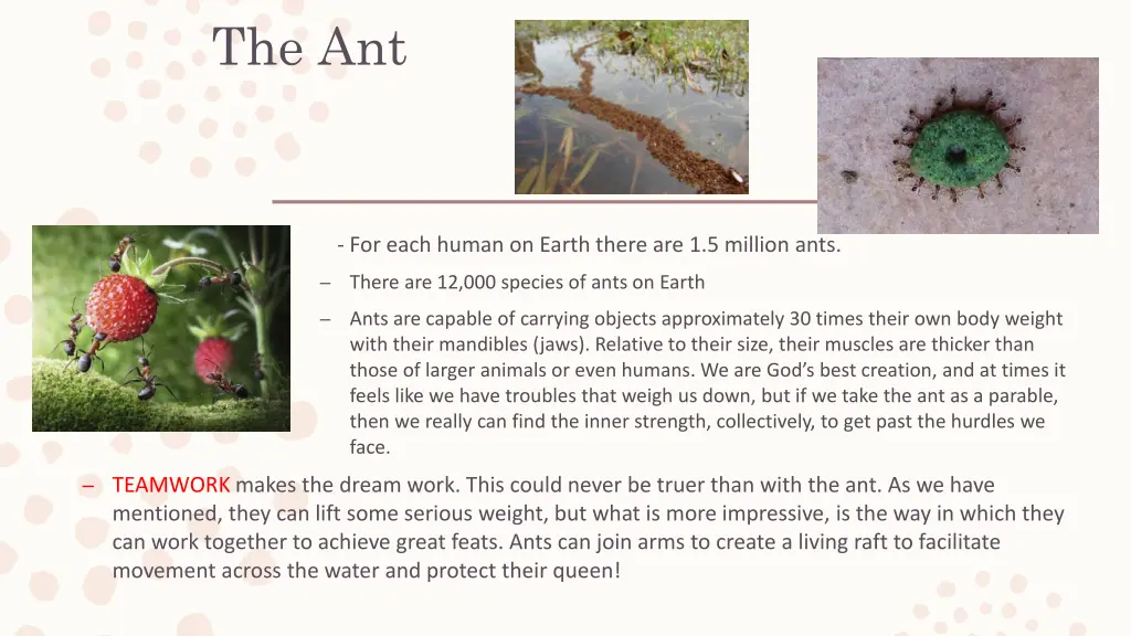 the ant