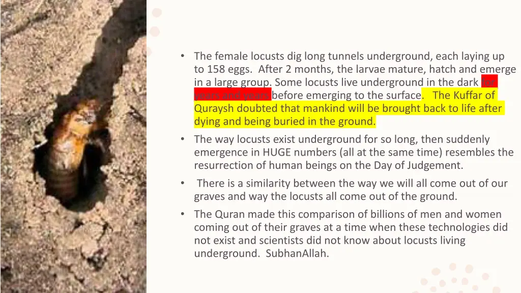 the female locusts dig long tunnels underground