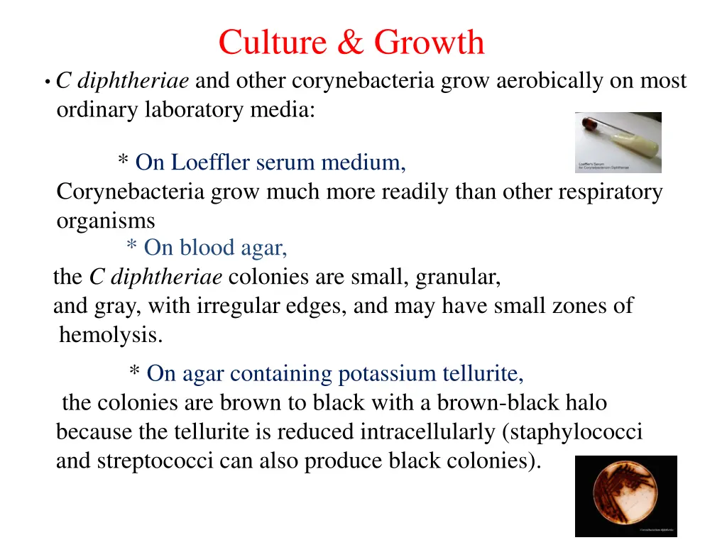 culture growth