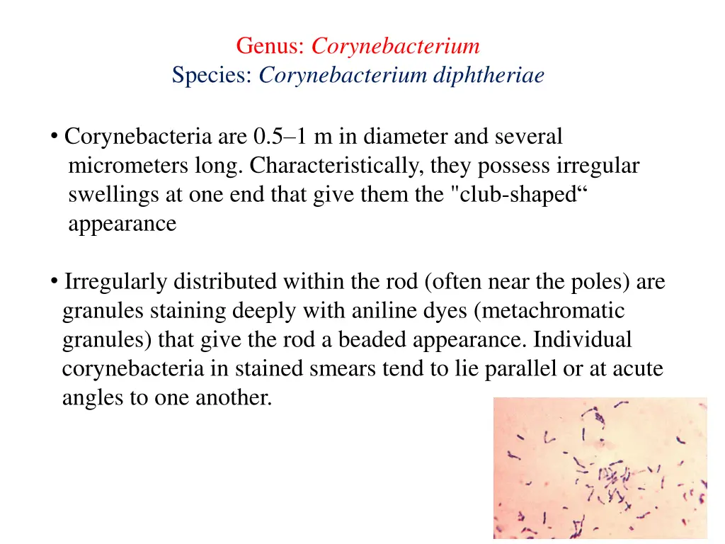 genus corynebacterium species corynebacterium
