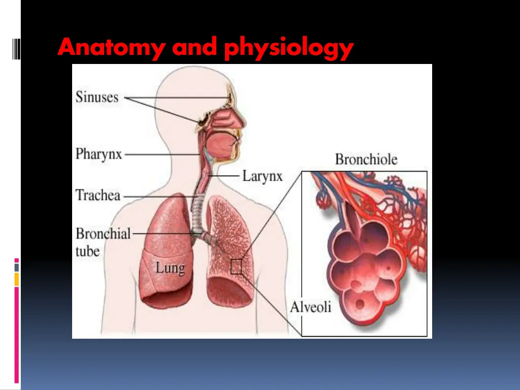 anatomy and physiology