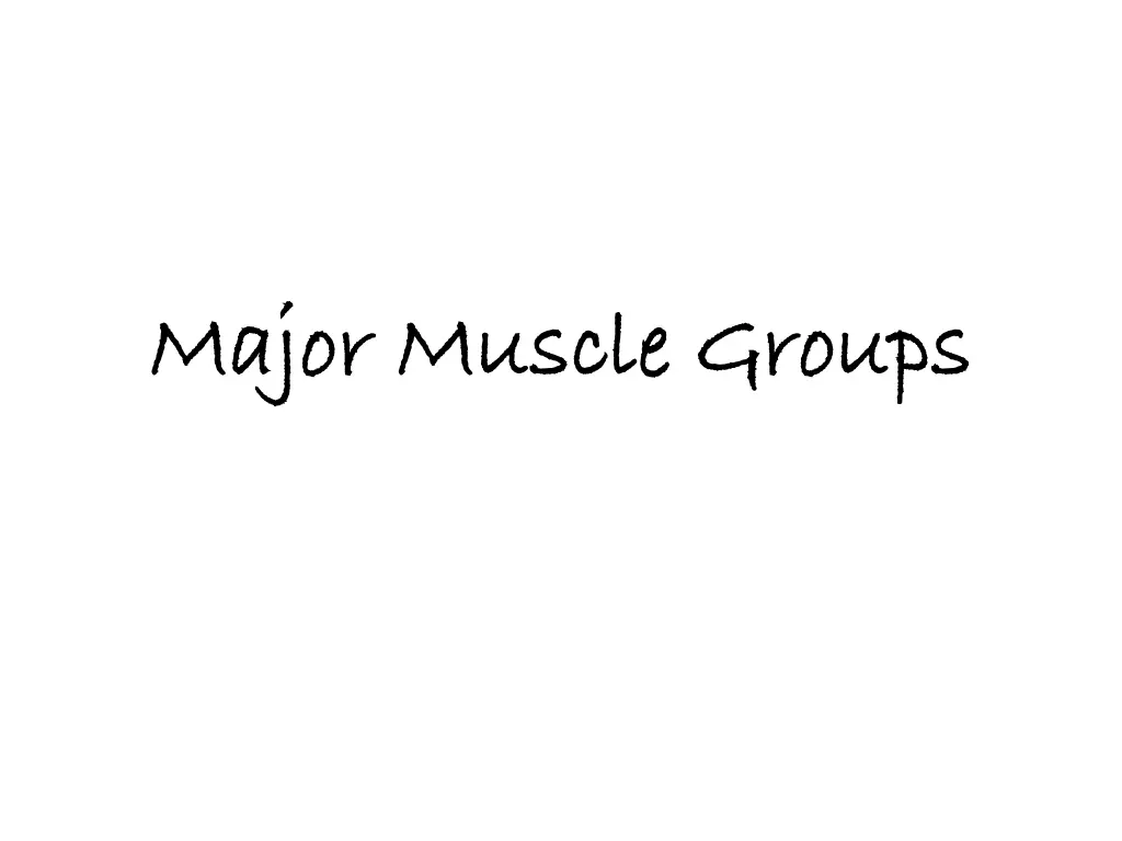 major muscle groups major muscle groups